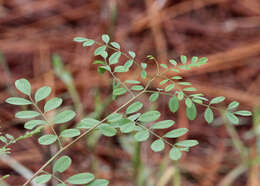 Слика од Indigofera caroliniana Mill.