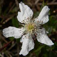 Imagem de Rubus trivialis Michx.