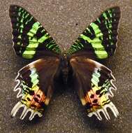 Image of Madagascan Sunset Moth