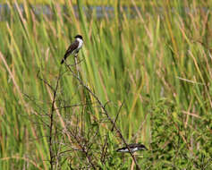 Image of Eastern Kingbird