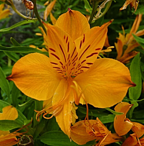 Image of Peruvian-lily