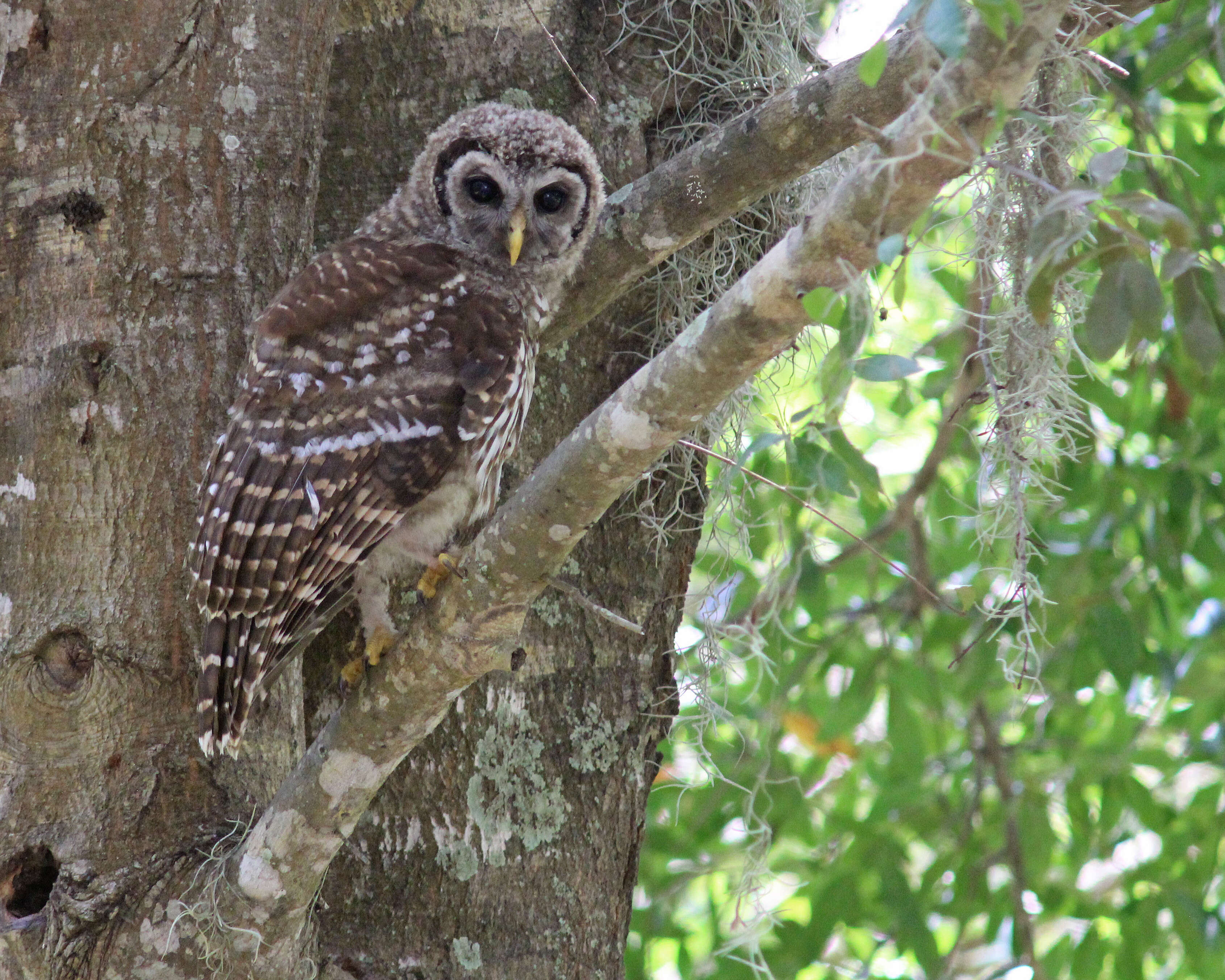 Image of Barred Owl