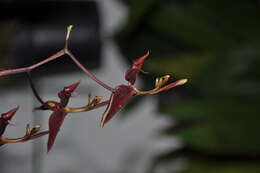 Image of Gongora ilense Whitten & Jenny