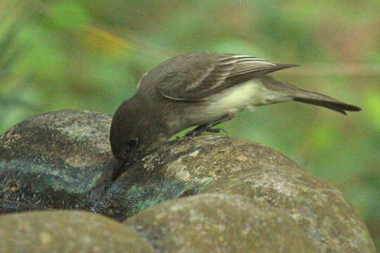 Image of Eastern Phoebe