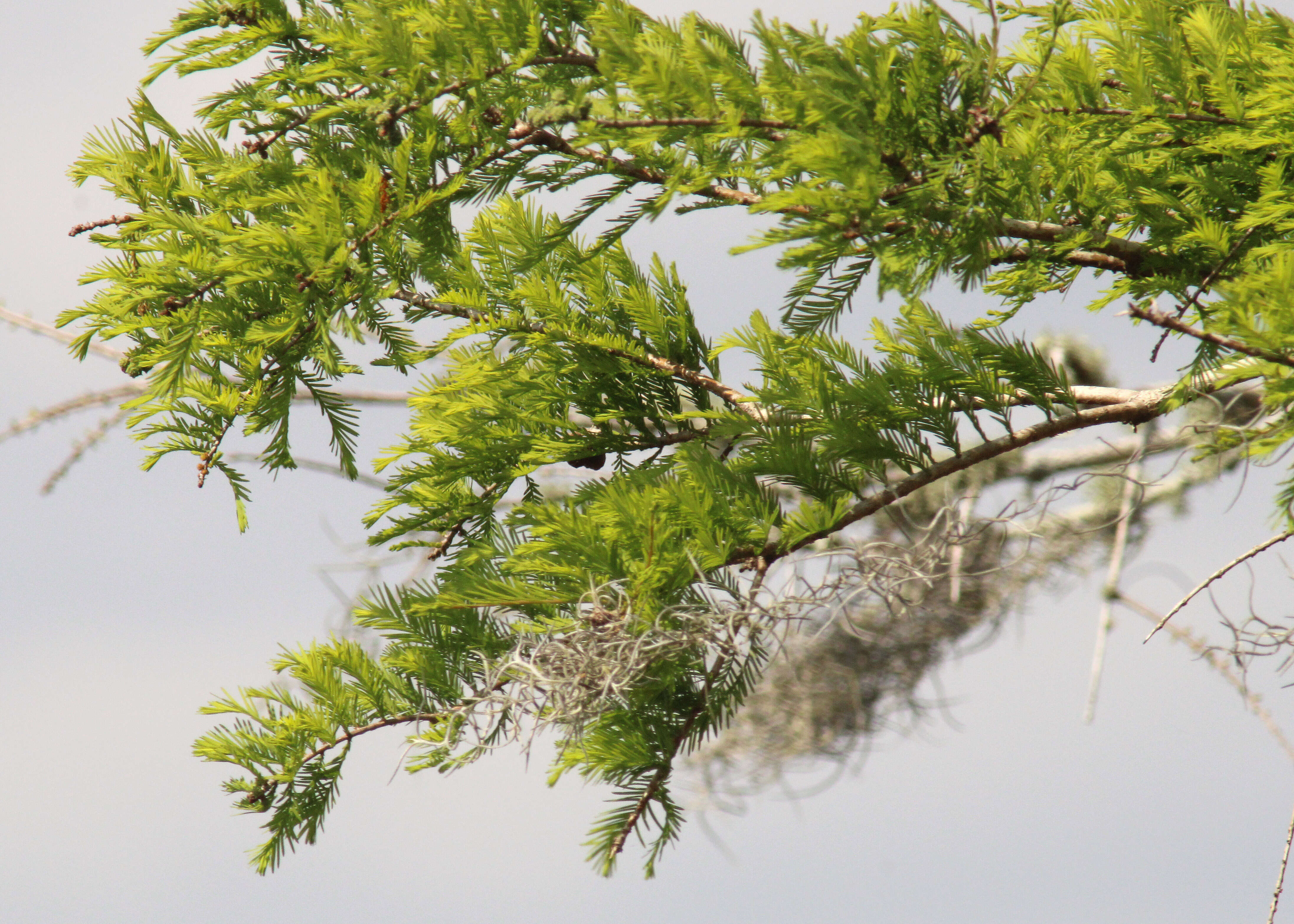 Image of Bald Cypress