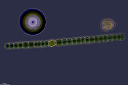 Image of Anabaena sphaerica