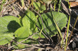 Image of Rayless Sunflower