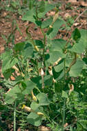 Image of Aristolochia croatica Horvatic