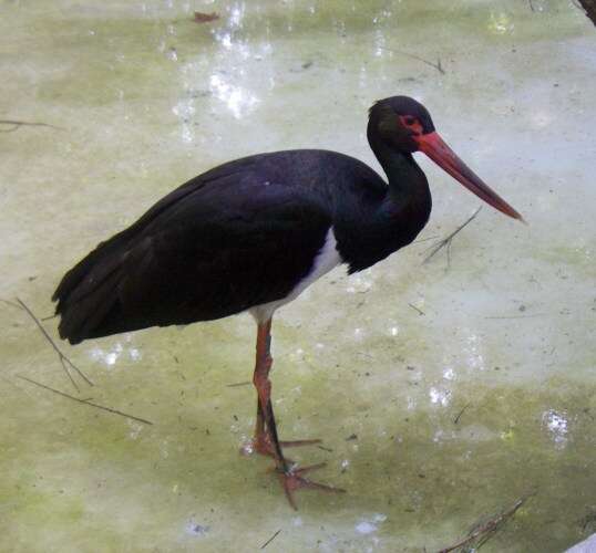 Image of Black Stork