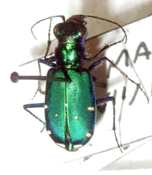 Imagem de Cicindela (Cicindela) sexguttata Fabricius 1775