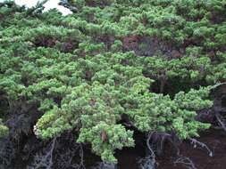 Image of Monterey cypress