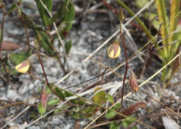 Image of Rabbitbells