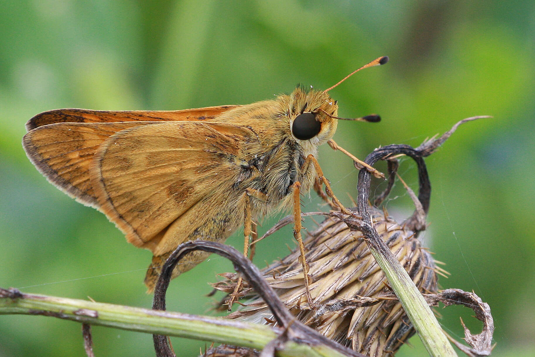 Plancia ëd Atalopedes campestris Boisduval 1852