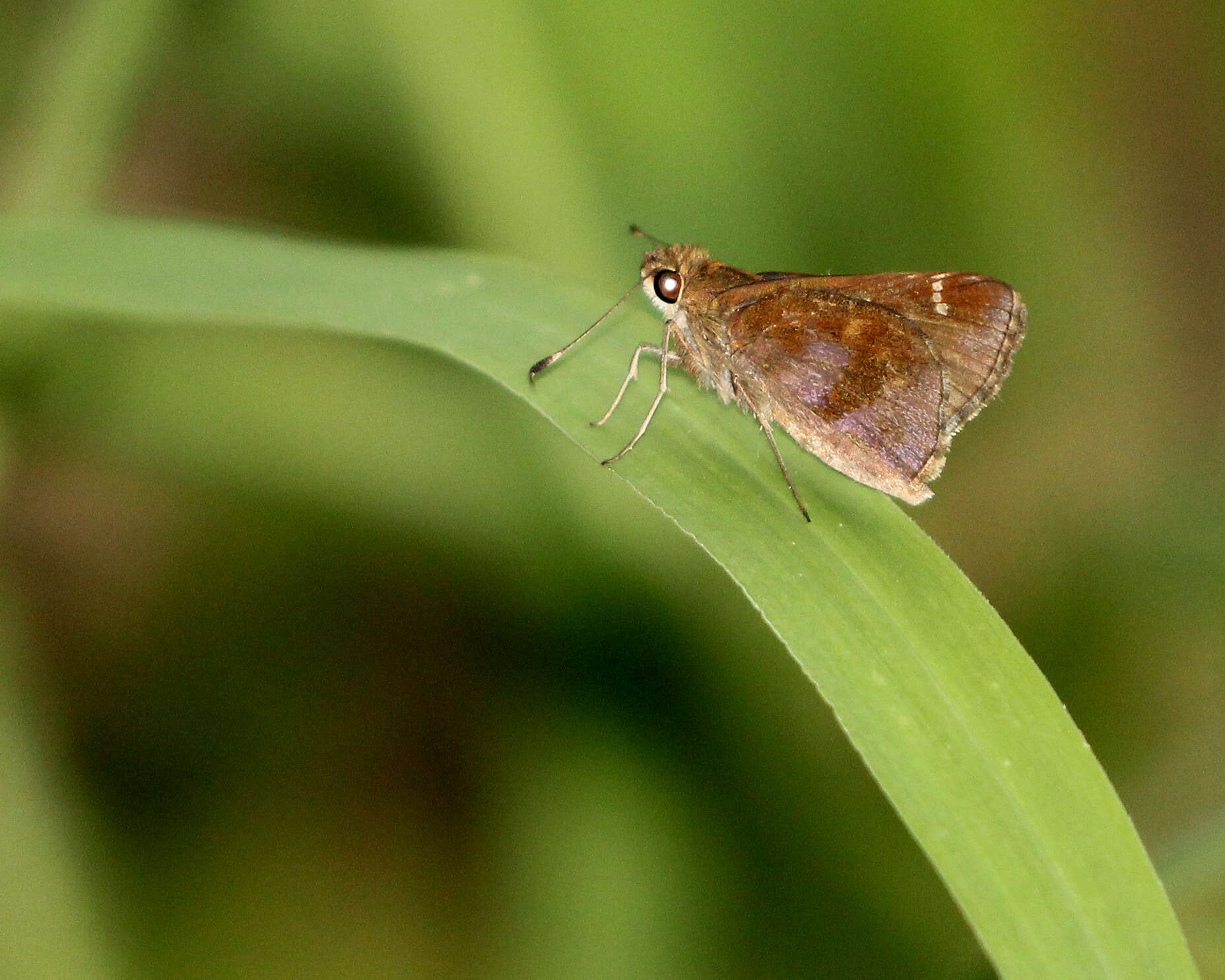 Image of Clouded Skipper