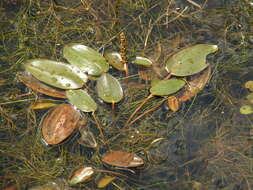 Image of Broad-leaved Pondweed