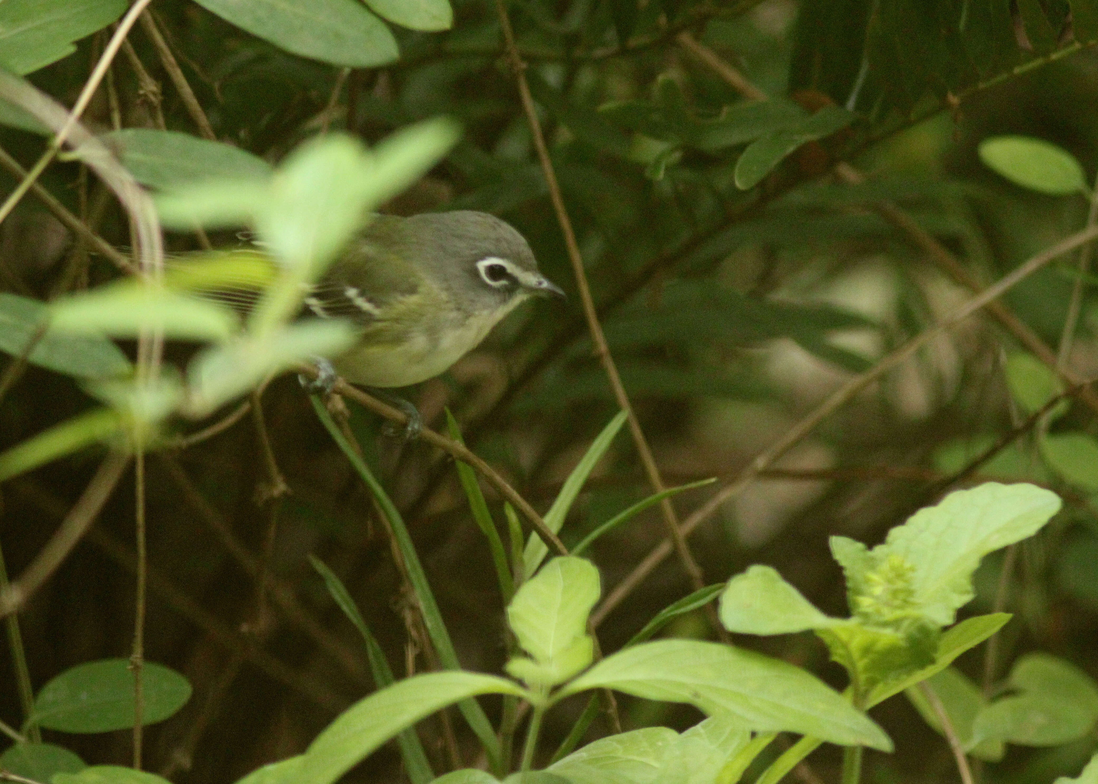 Image of Blue-headed Vireo