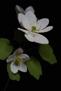 Image of Rue-Anemone