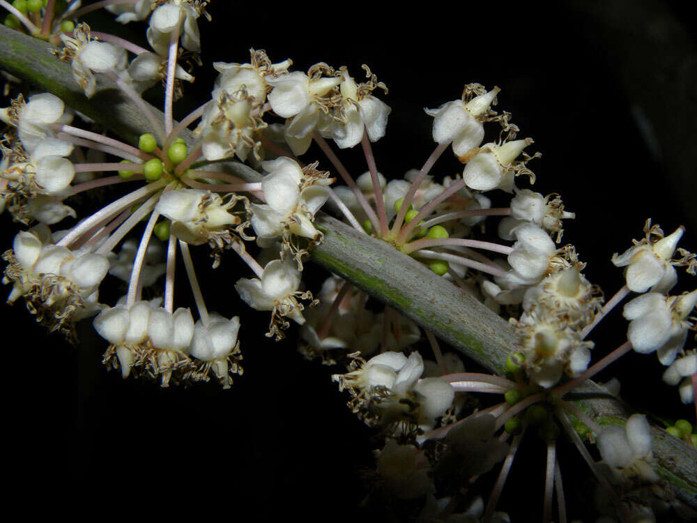 Imagem de Laetia procera (Poepp. & Endl.) Eichl.