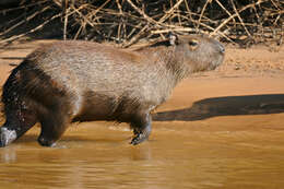 Image of Capybaras