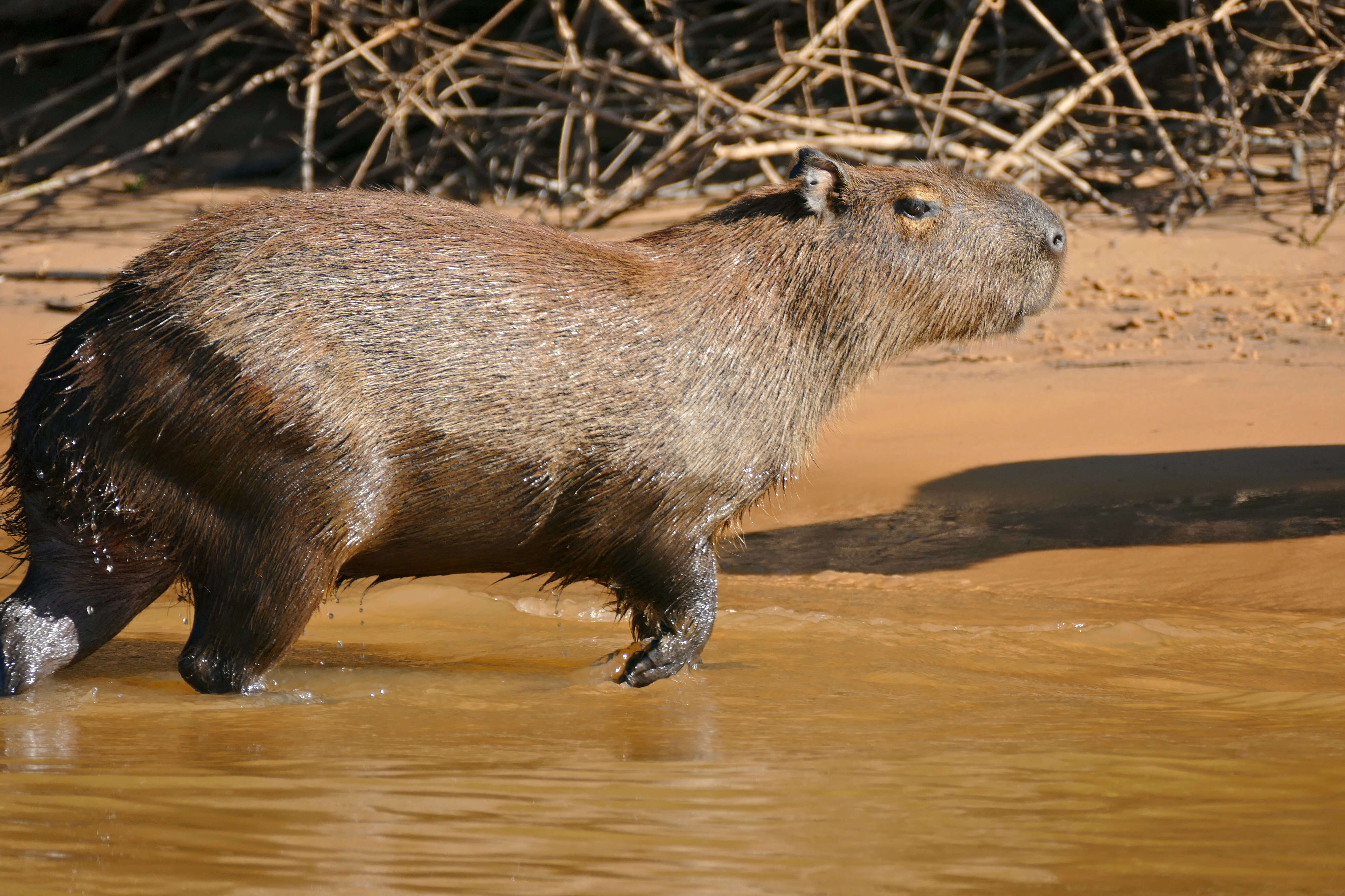 Image of Capybaras