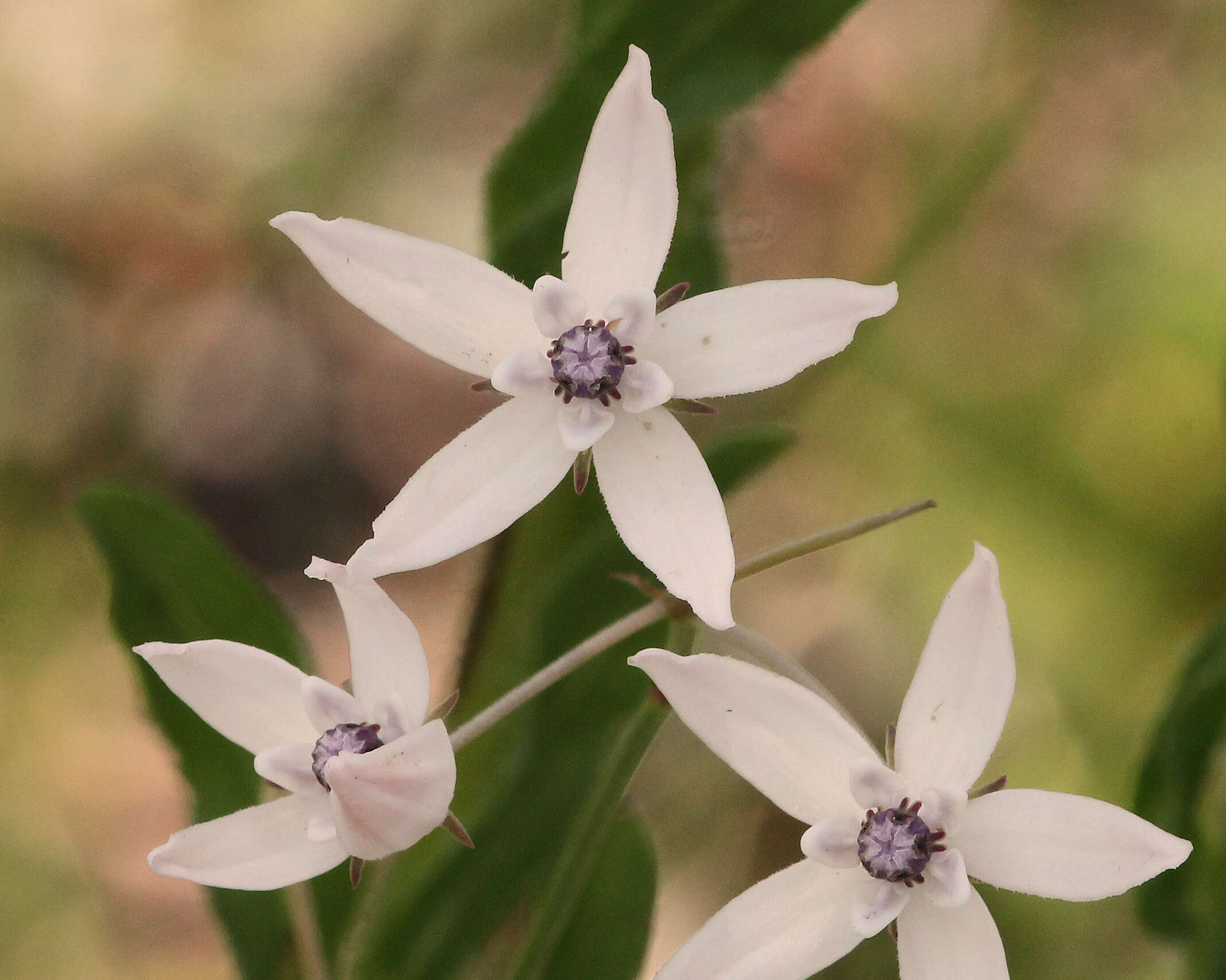 Image of Florida milkweed