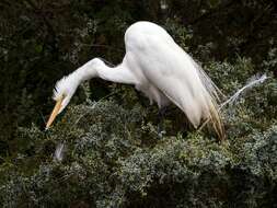 Image of Great Egret