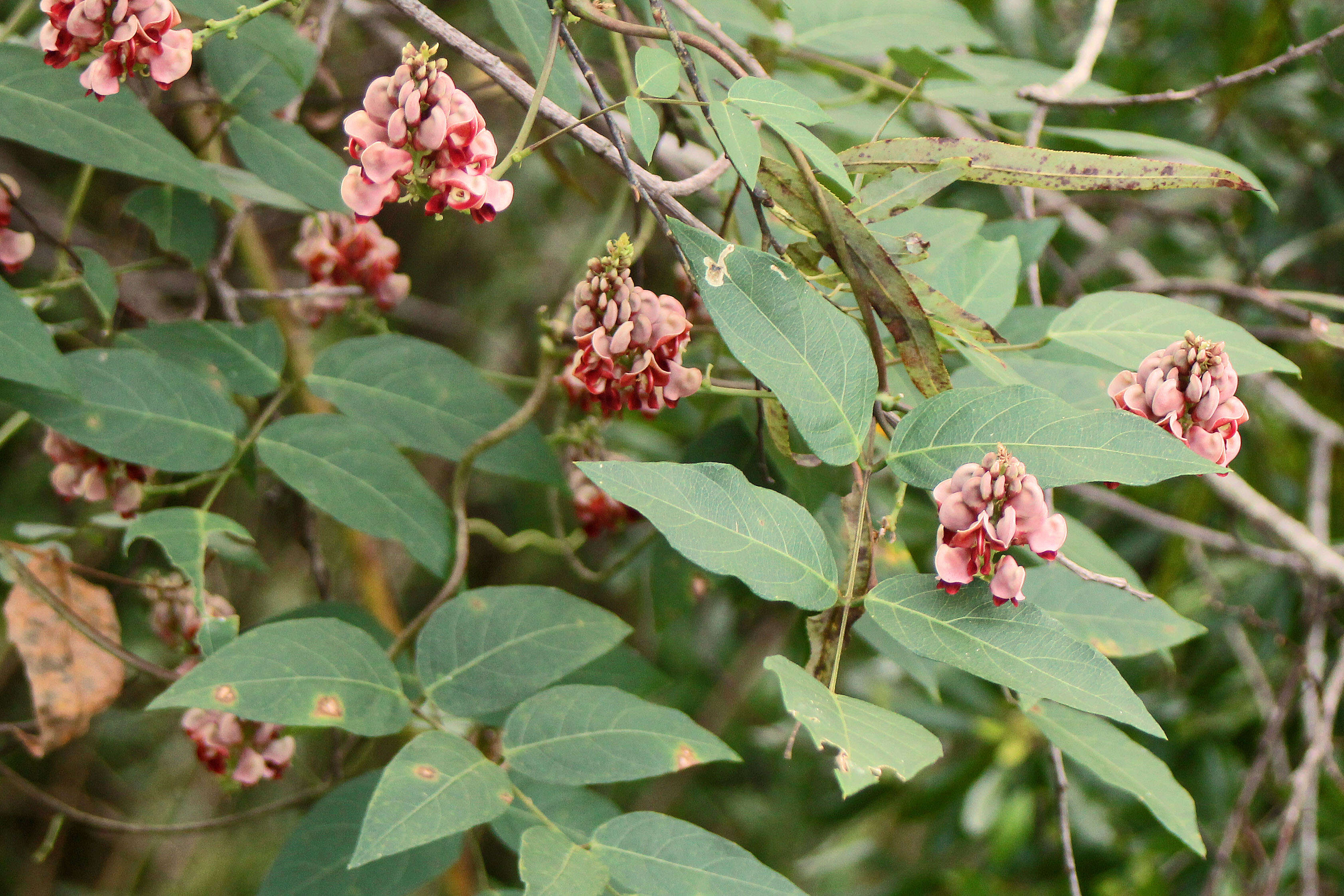 Image of groundnut