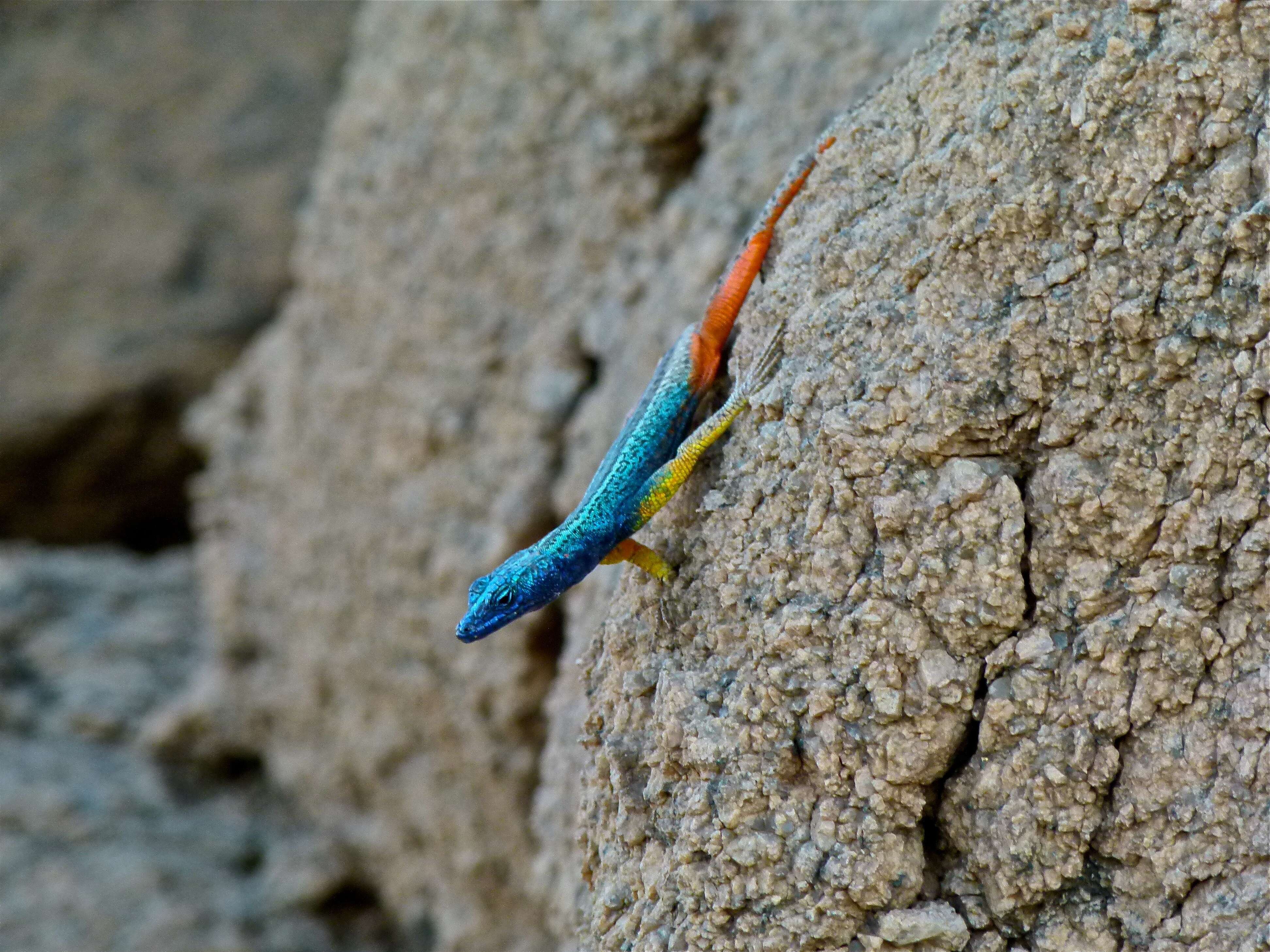 Image of Broadley’s flat lizard