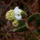 Varronia truncata (Fresen.) A. Borhidi的圖片