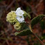 Varronia truncata (Fresen.) A. Borhidi resmi