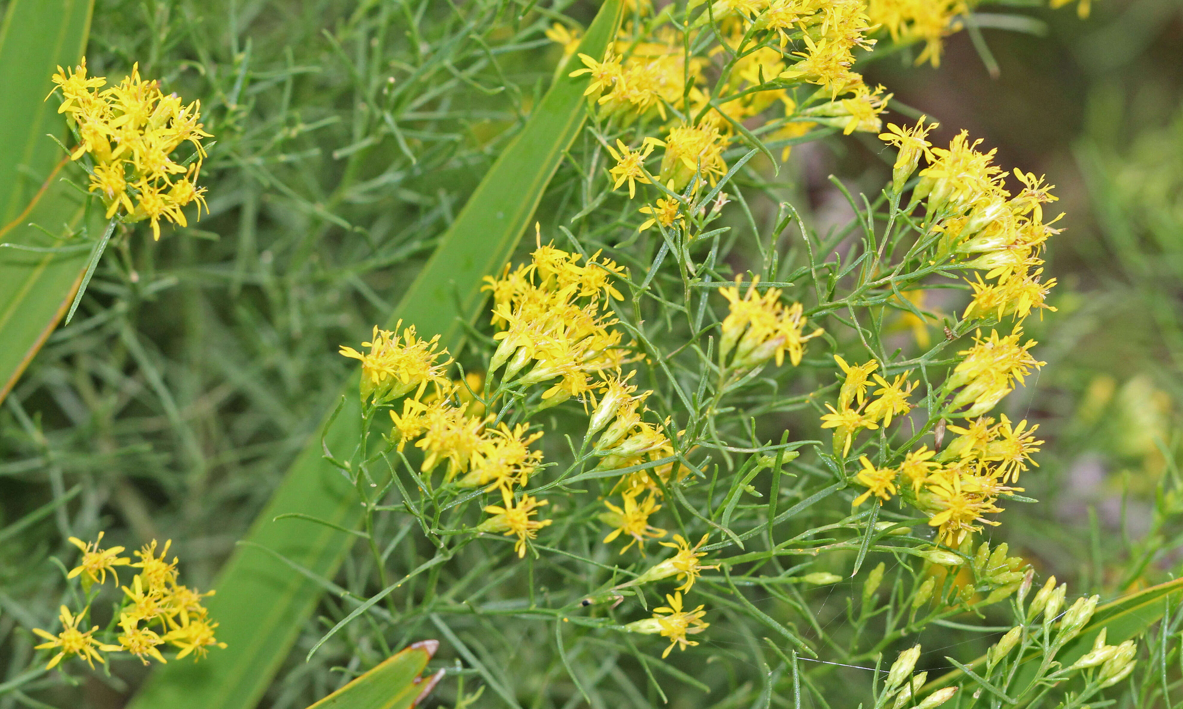 Image of Slender Goldentop