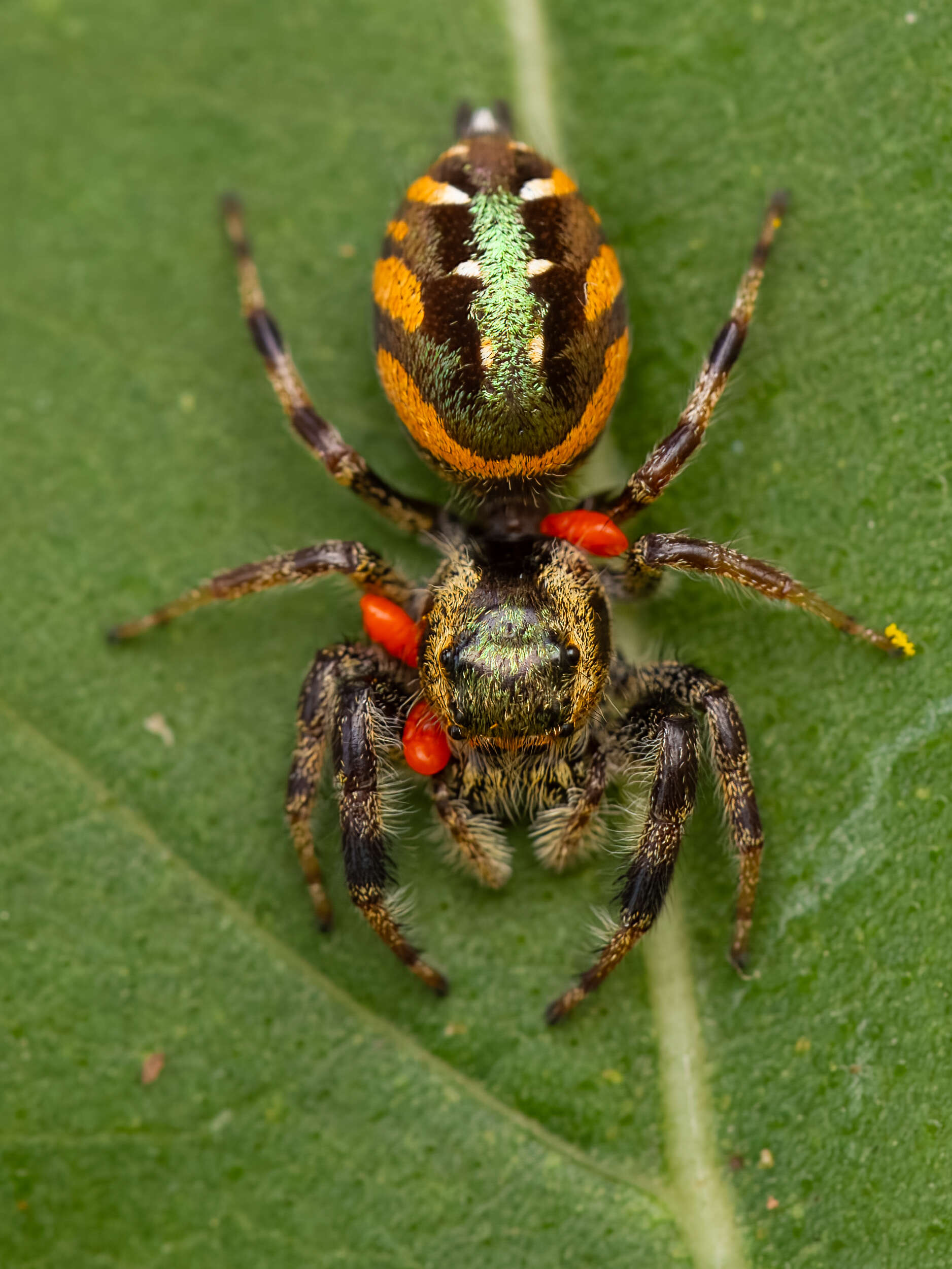 Image of Golden jumping spider