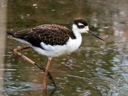 Image of Black-necked Stilt