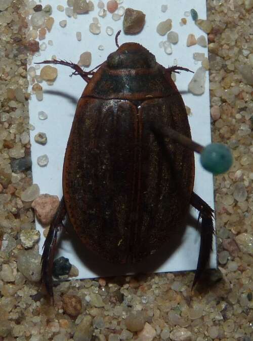 Image of Grooved Diving Beetle