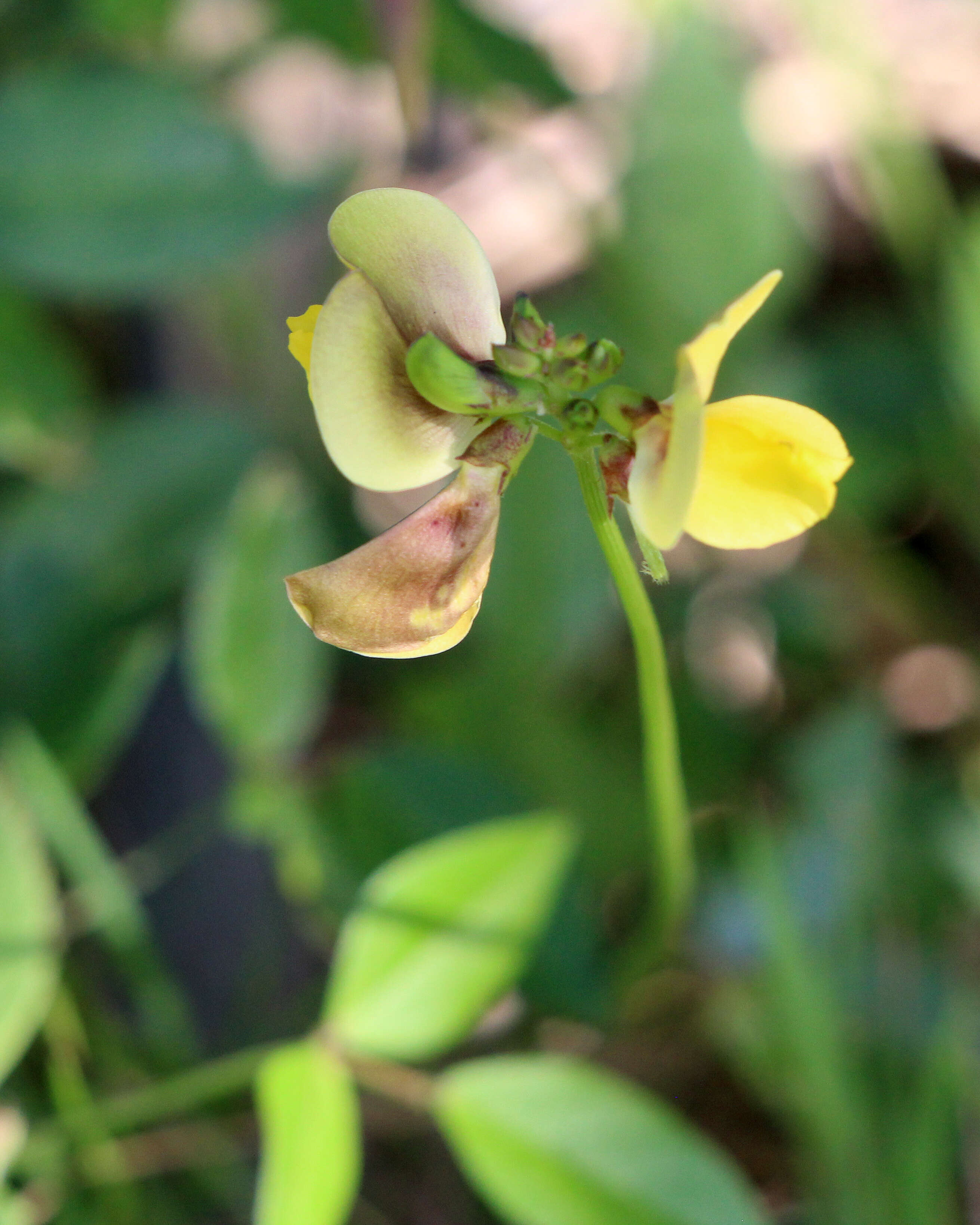 Слика од Vigna luteola (Jacq.) Benth.