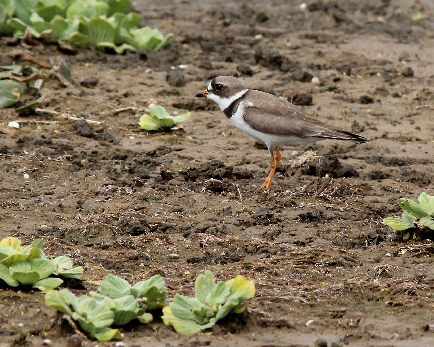 Image of Semipalmated Plover