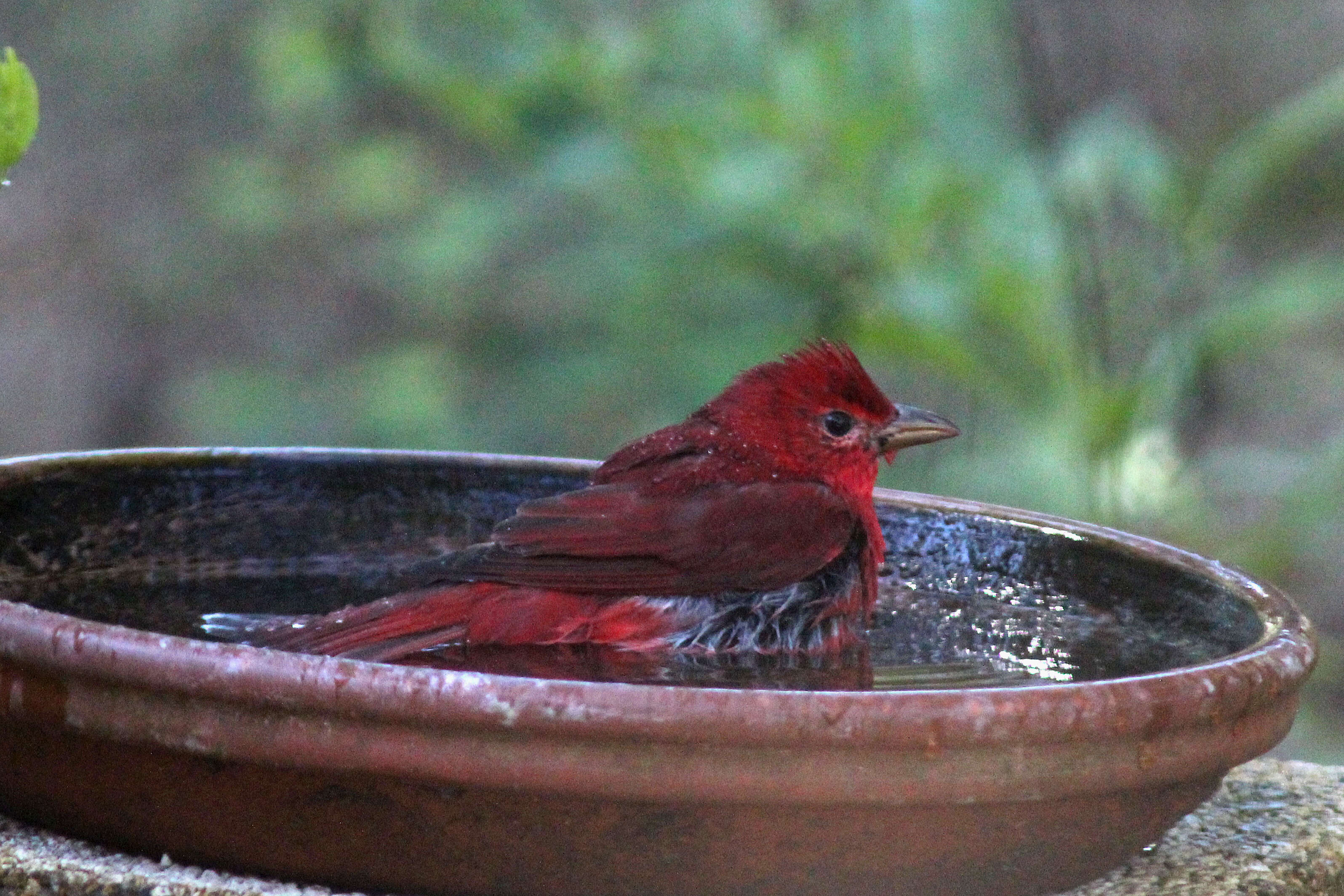 Image of Summer Tanager