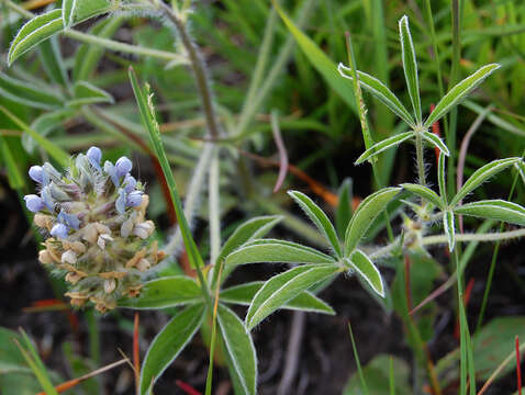 Imagem de Psoralea esculenta Pursh