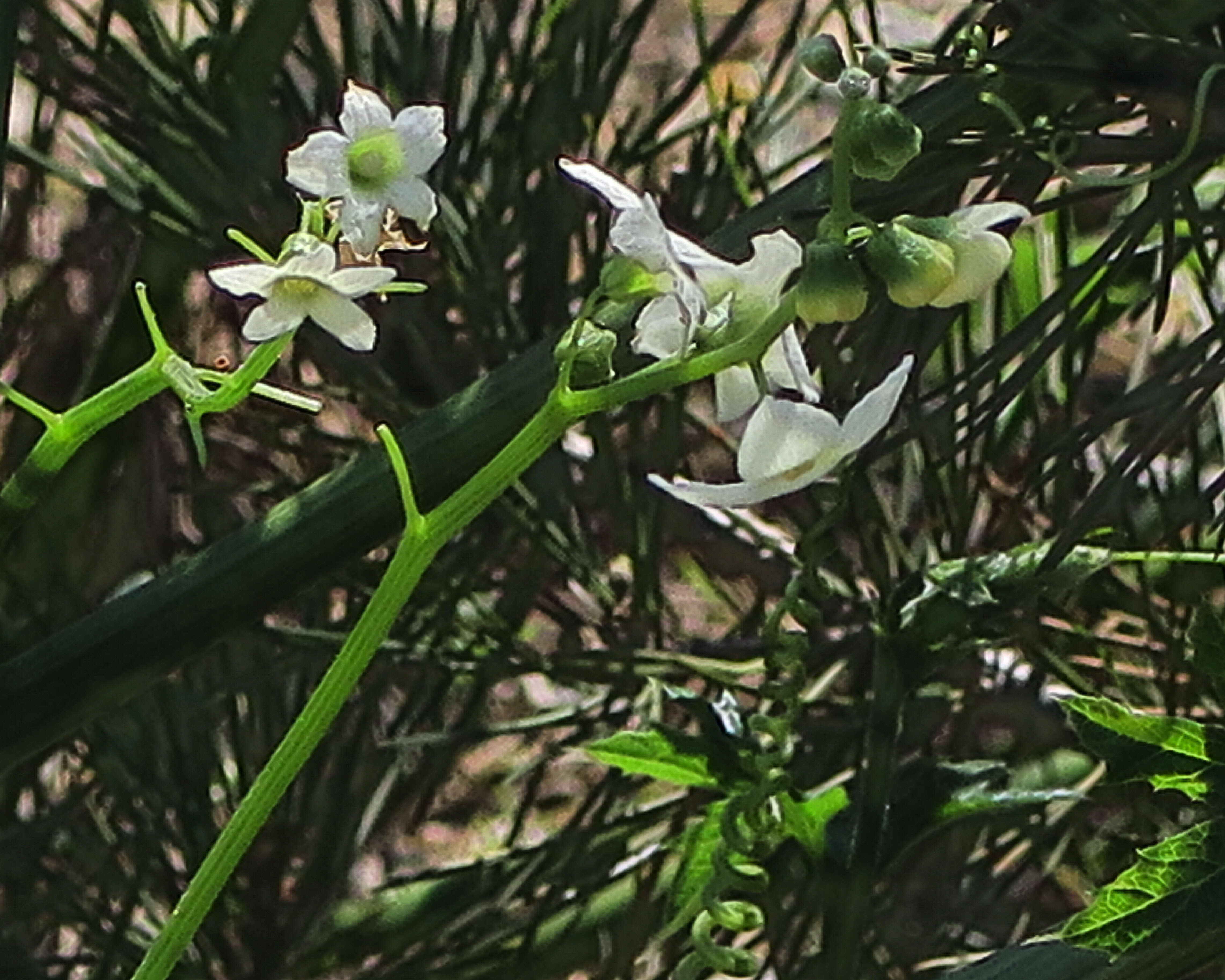 Image of Marah horrida (Congd.) S. T. Dunn