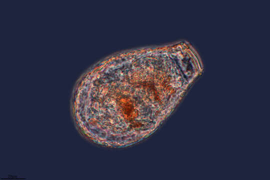 Image of Nebela collaris