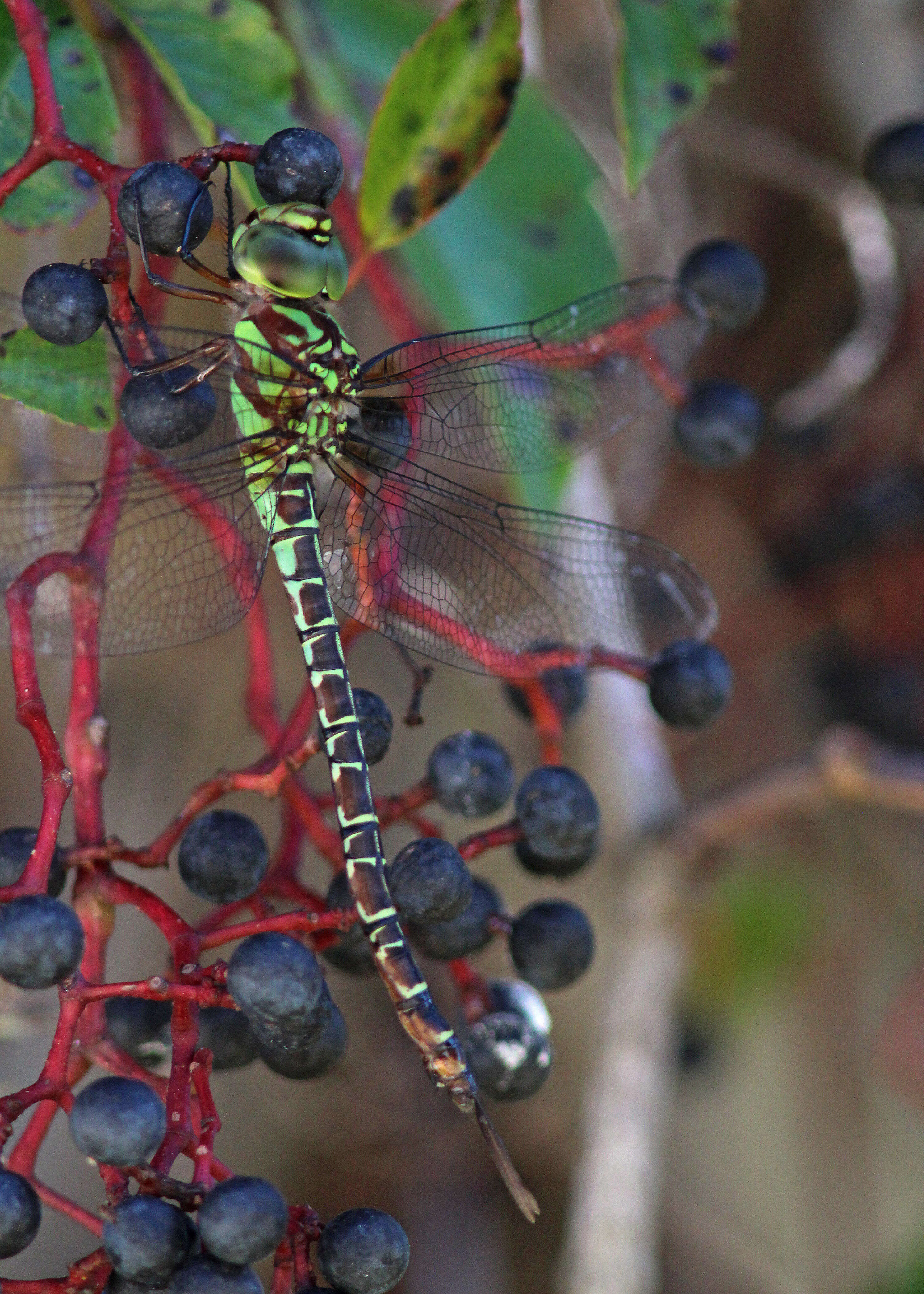 Image of Regal Darner