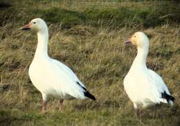 Imagem de Anser caerulescens (Linnaeus 1758)