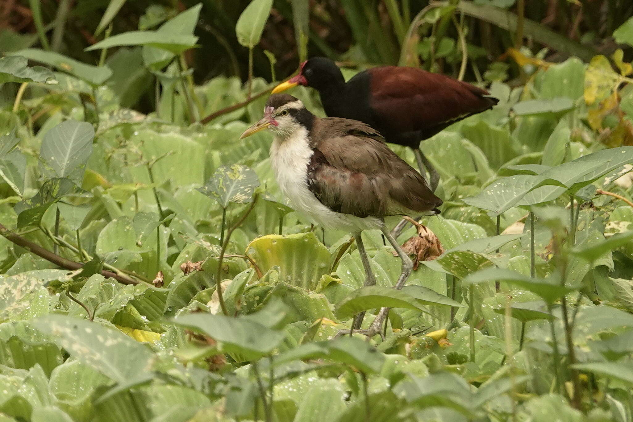 Imagem de Jacana jacana (Linnaeus 1766)