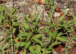 Image of aquatic milkweed