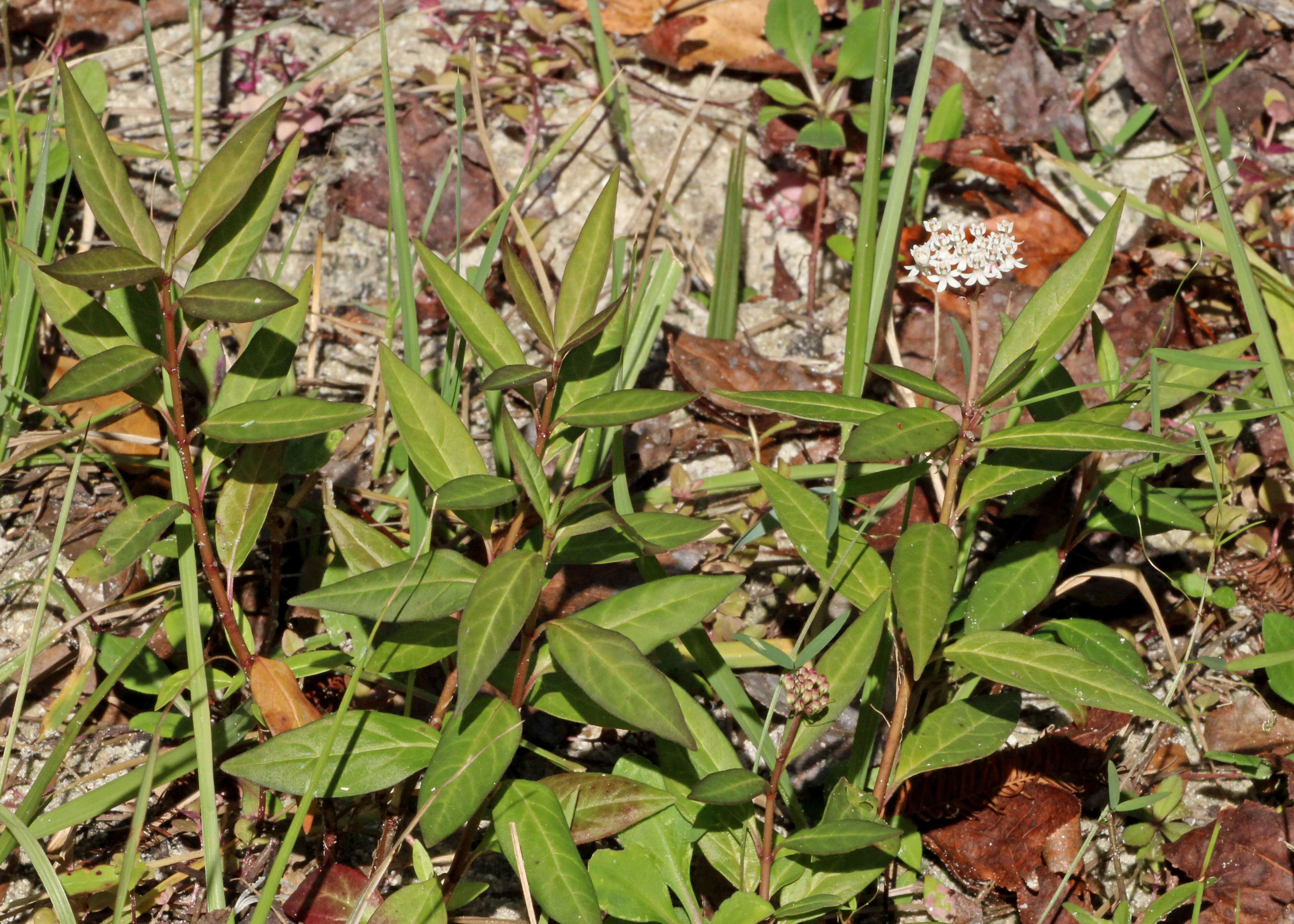 Image of aquatic milkweed