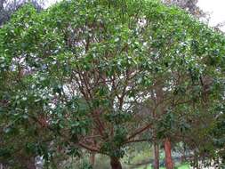 Image of Mousehole tree