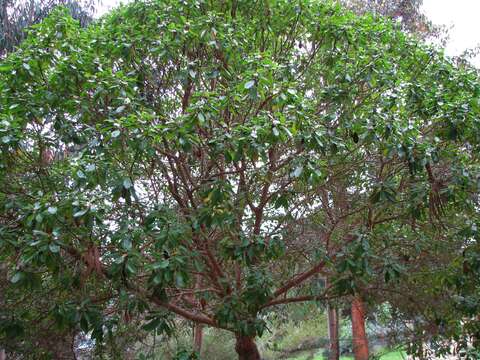 Image de Myoporum laetum G. Forst.