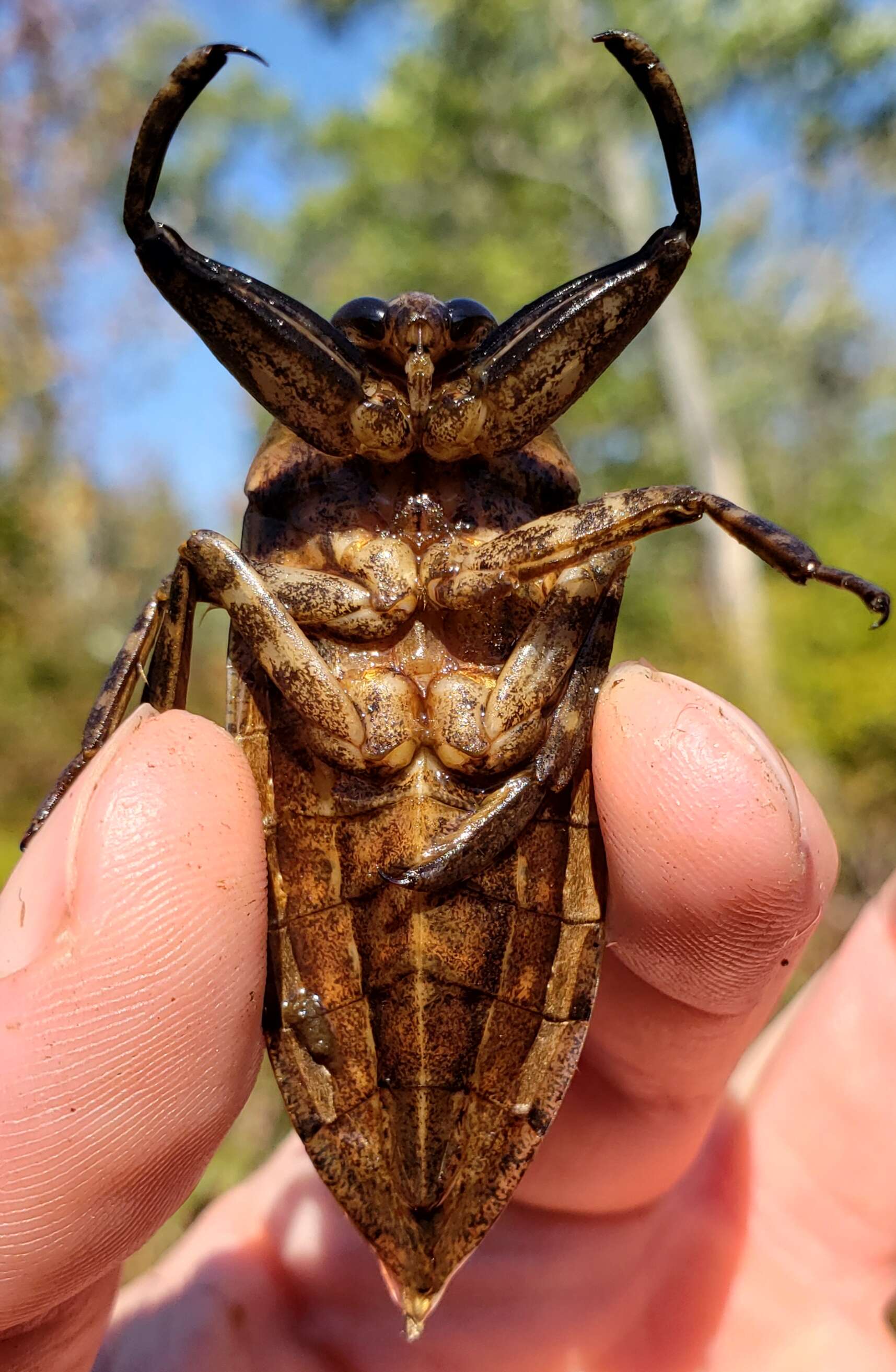 Image of Giant Water Bug