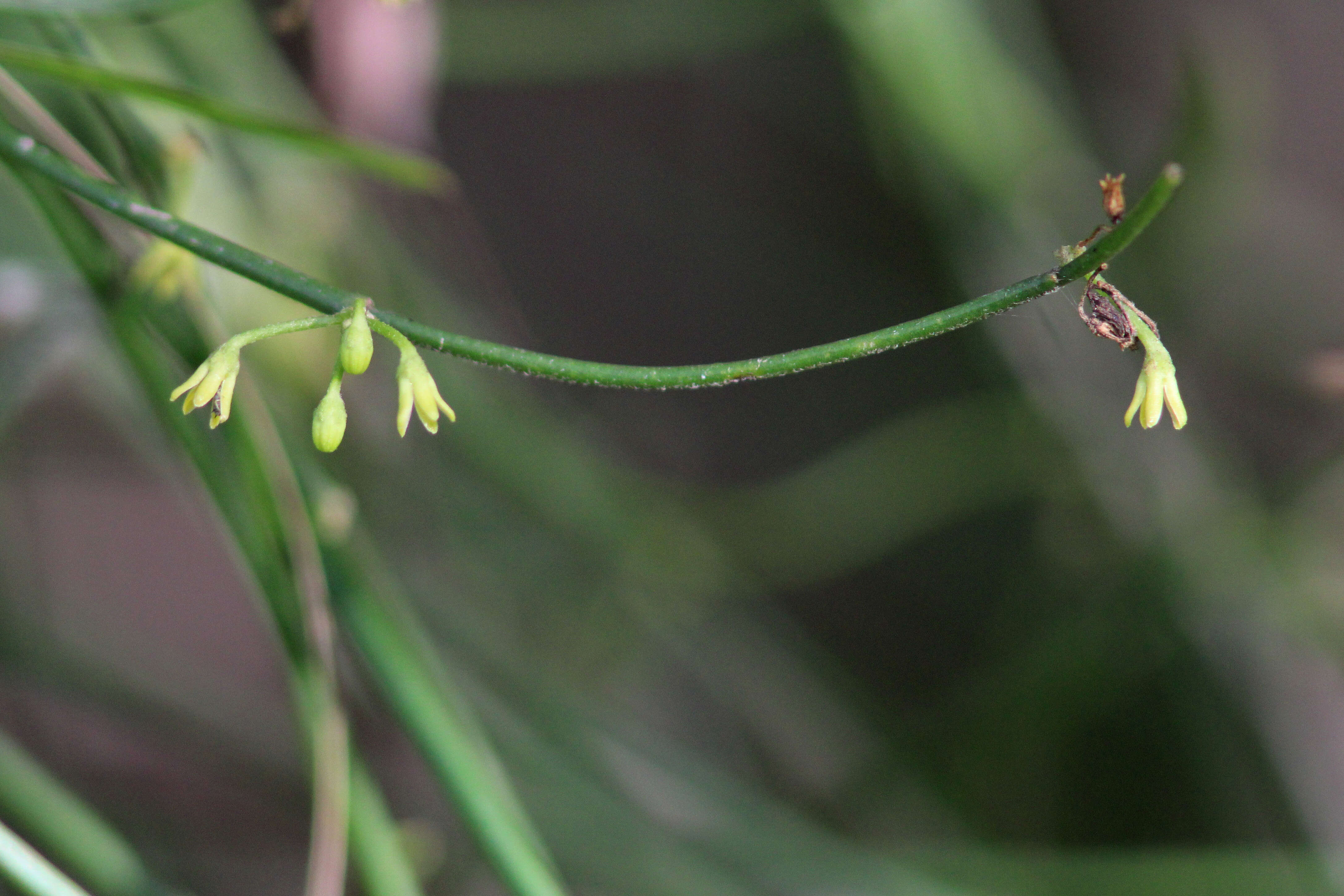 Image of leafless swallow-wort