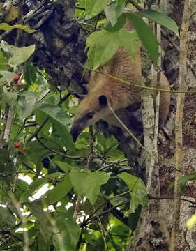 Plancia ëd Tamandua tetradactyla (Linnaeus 1758)